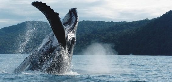 avistamiento de ballenas en buenaventura