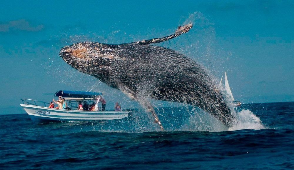 avistamiento de ballenas buenaventura