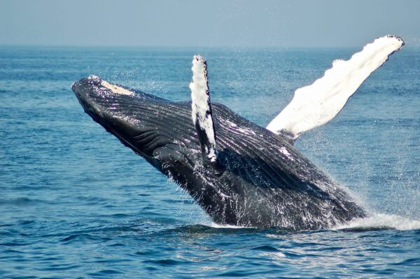 salto ballenas buenaventura