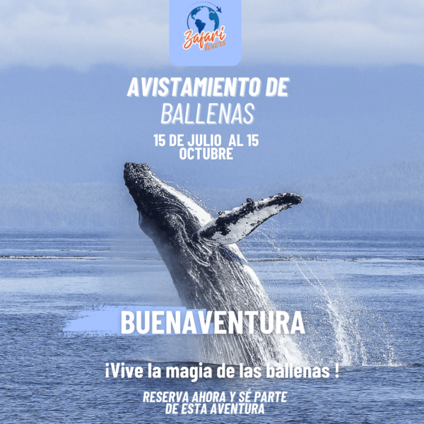 avistamiento de ballenas pplanes 2024