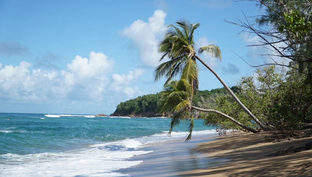 A tranquil beach scene featuring lush palm trees and gentle ocean waves.