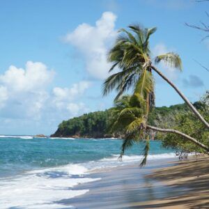 A tranquil beach scene featuring lush palm trees and gentle ocean waves.